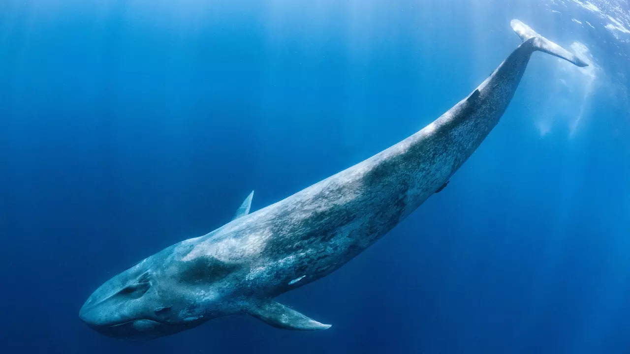 The blue whales heart about the size of a car is the largest of any creature so too its tongue and lungs