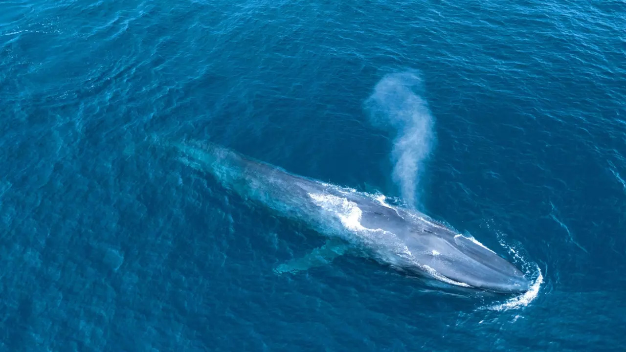 Blue whale calls are the loudest in the animal kingdom having once reached 188 decibels in the records