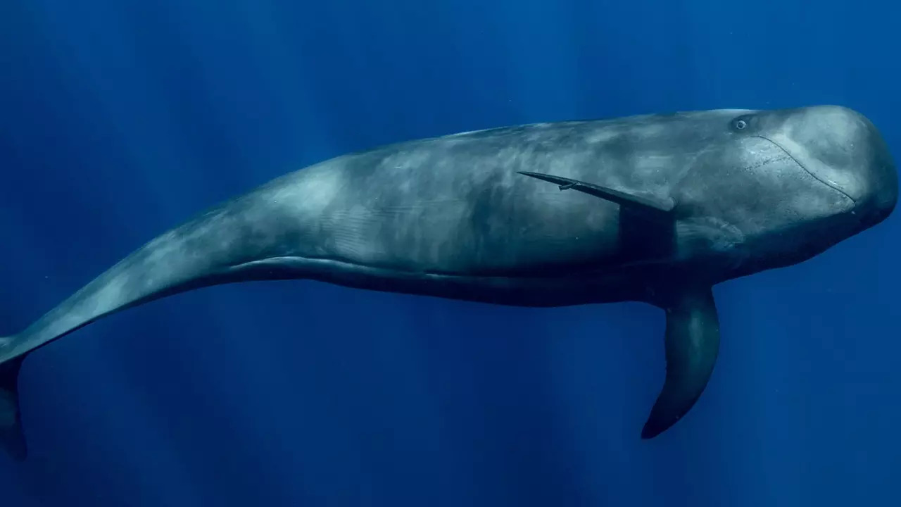 As the worlds heaviest animal the blue whale has an unfathomable weight equivalent to that of 33 elephants