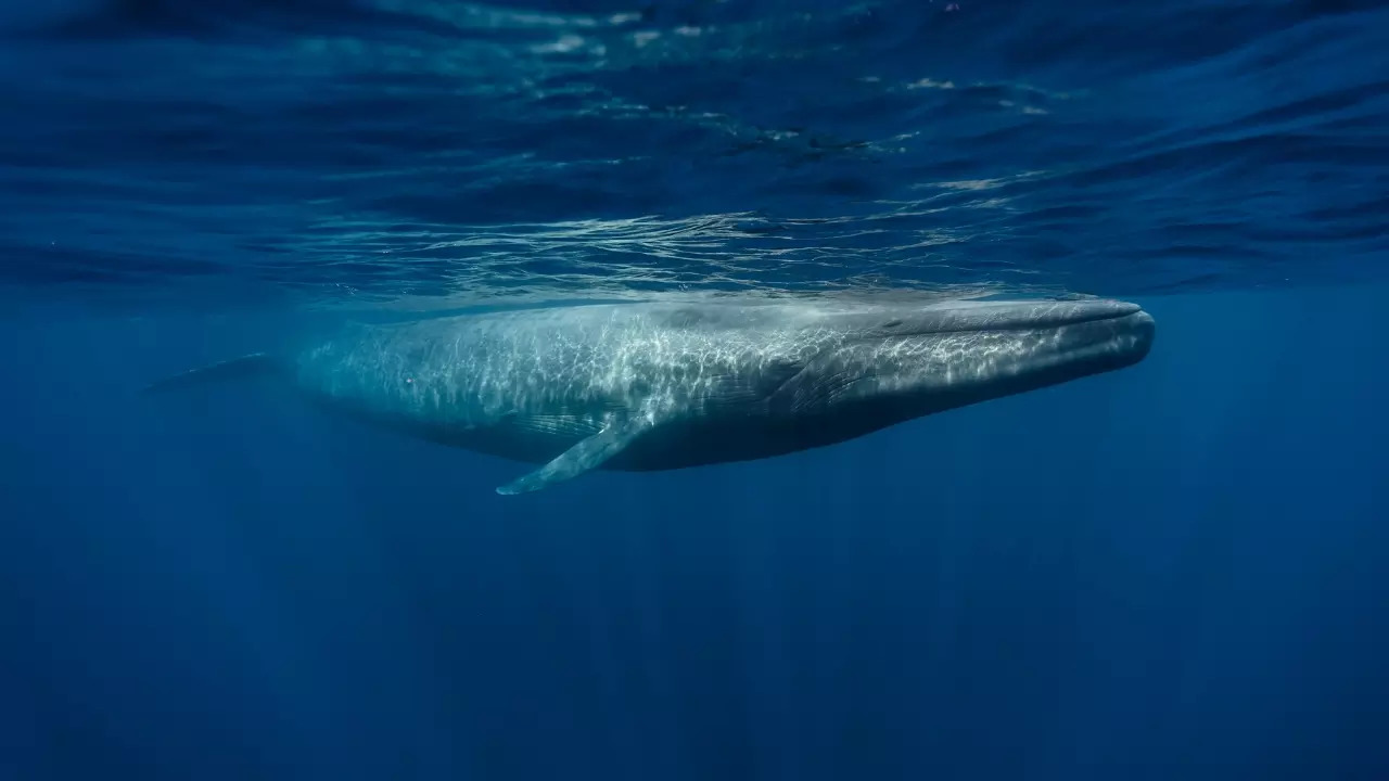 Blue whales are also the largest-ever animals in all of lifes history they are even larger than dinosaurs