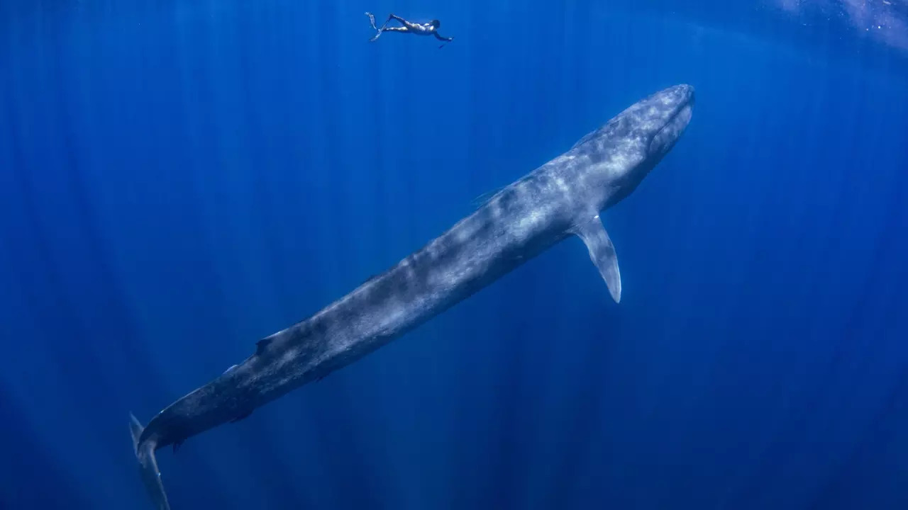 The blue whale holds the title of the longest-known animal ever to live on Earth growing up to 110 feet