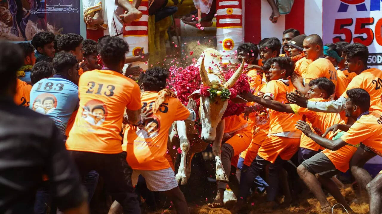Jallikattu in Madurai Credit Canva Jallikattu in Madurai Credit Canva