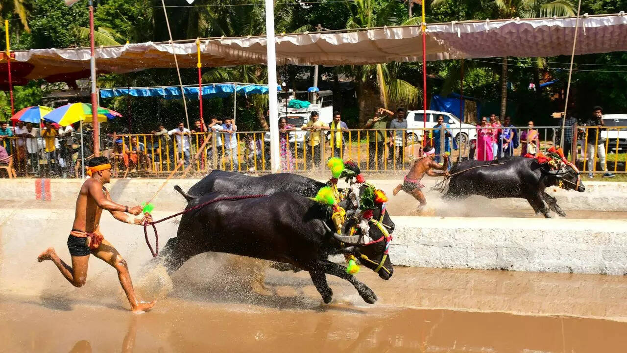Kambala Race Credit Canva Kambala Race Credit Canva