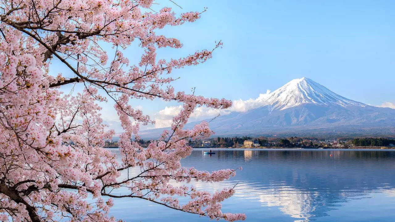 Experience the magic of cherry blossoms Experience the magic of cherry blossoms