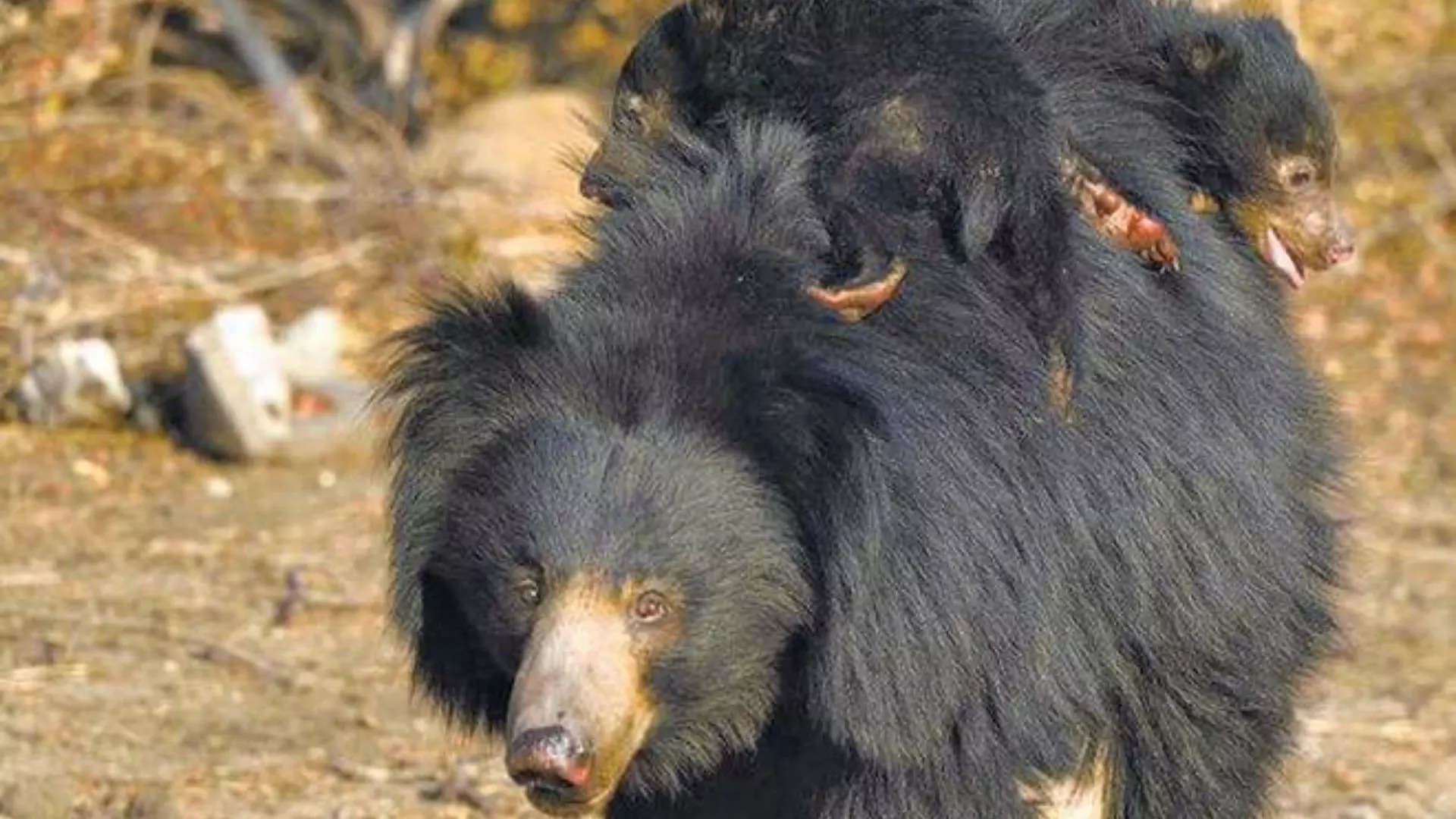 ದರೊಜಿ ಕರಡಿ ಧಾಮ ಬಳ್ಳಾರಿ