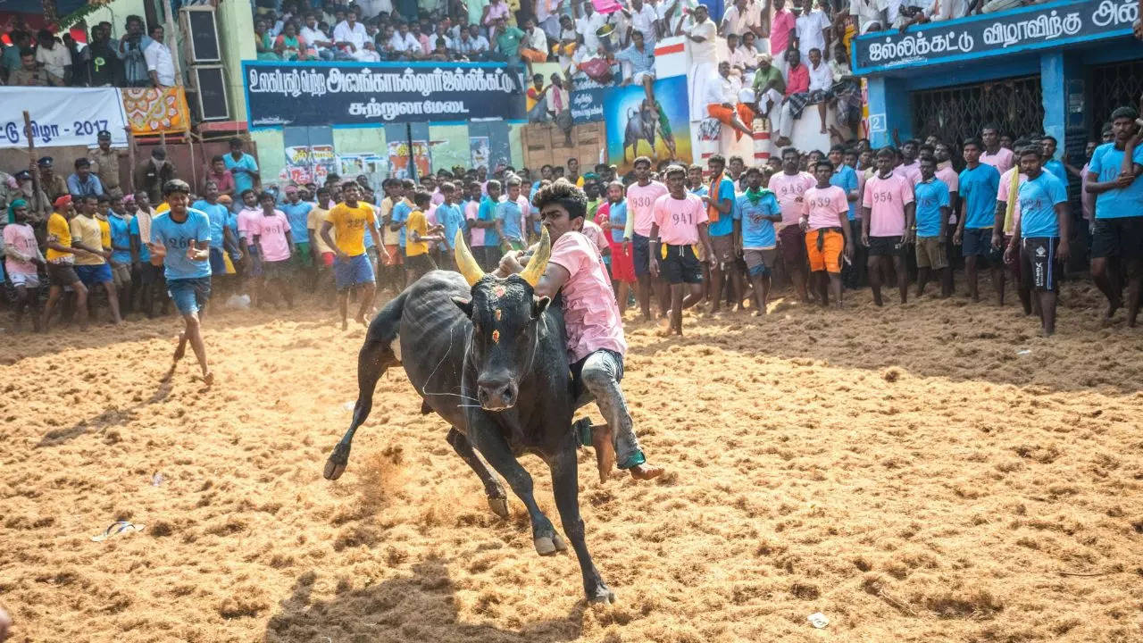 Pongal Tamil Nadu Credit Canva