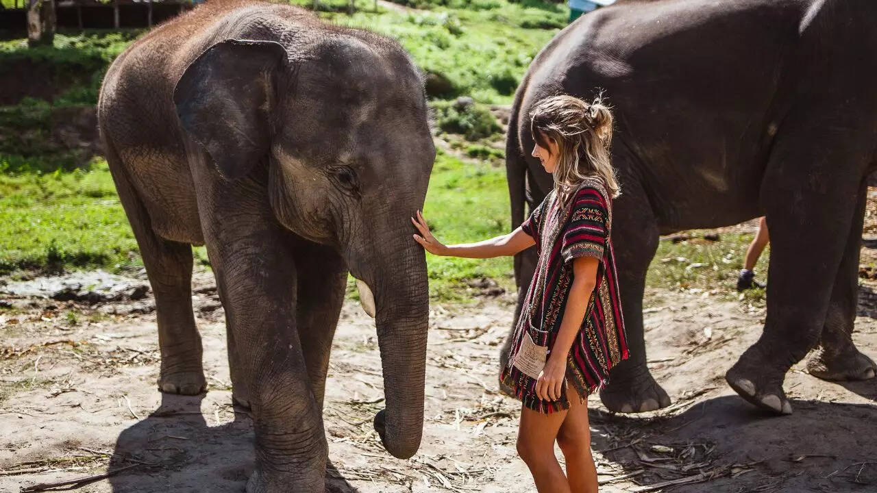 Phuket Elephant Sanctuary Credit Canva Phuket Elephant Sanctuary Credit Canva