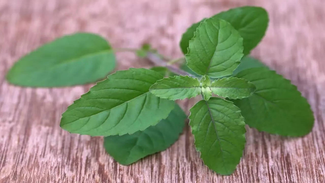 तुळशीची पानं आणि चहा 