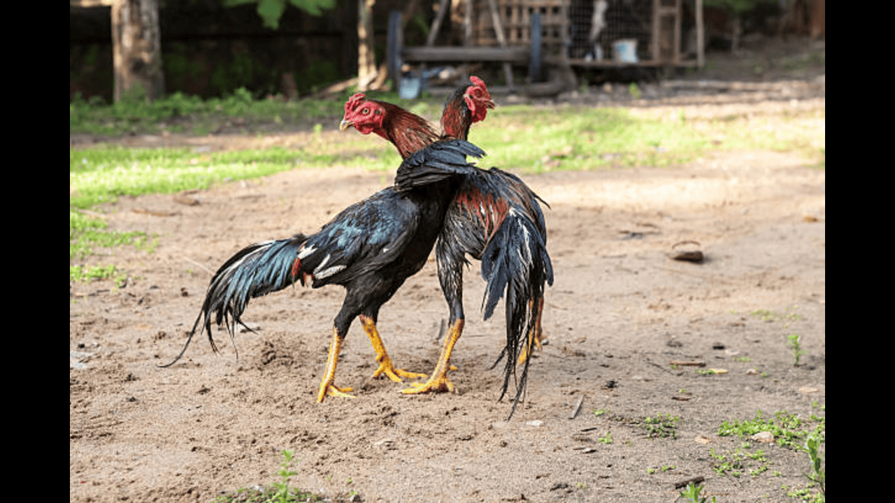 Sankranthi Kodi Pandalu విదేశీ కోడి పుంజుల సందడి