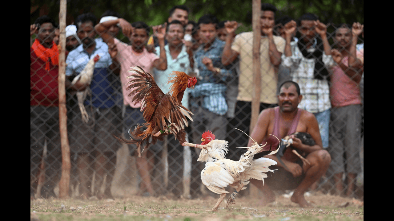 Sankranthi Kodi Pandalu విదేశీ కోడి పుంజుల సందడి