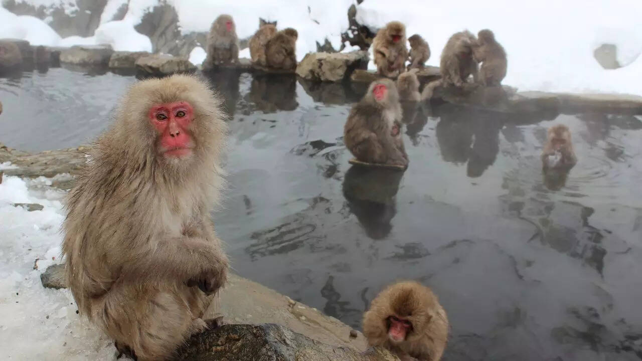 Jigokudani Monkey Park Japan Credit Canva Jigokudani Monkey Park Japan Credit Canva