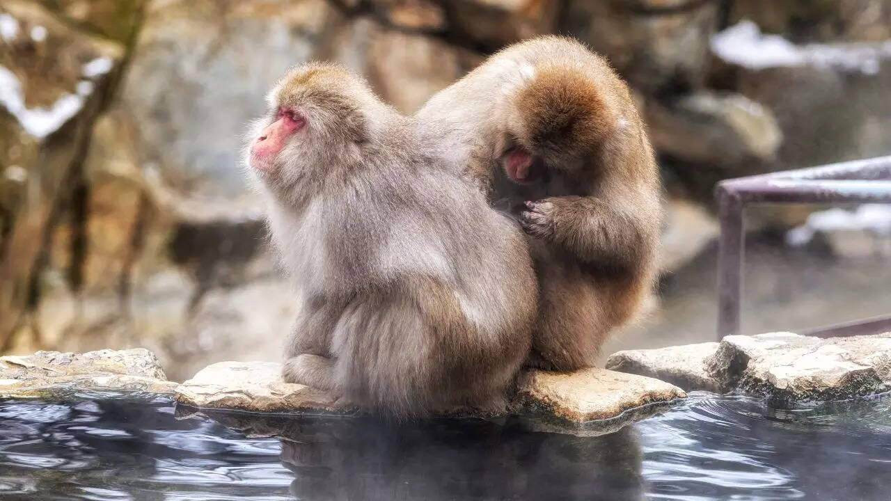 Jigokudani Monkey Park Japan Credit Canva Jigokudani Monkey Park Japan Credit Canva