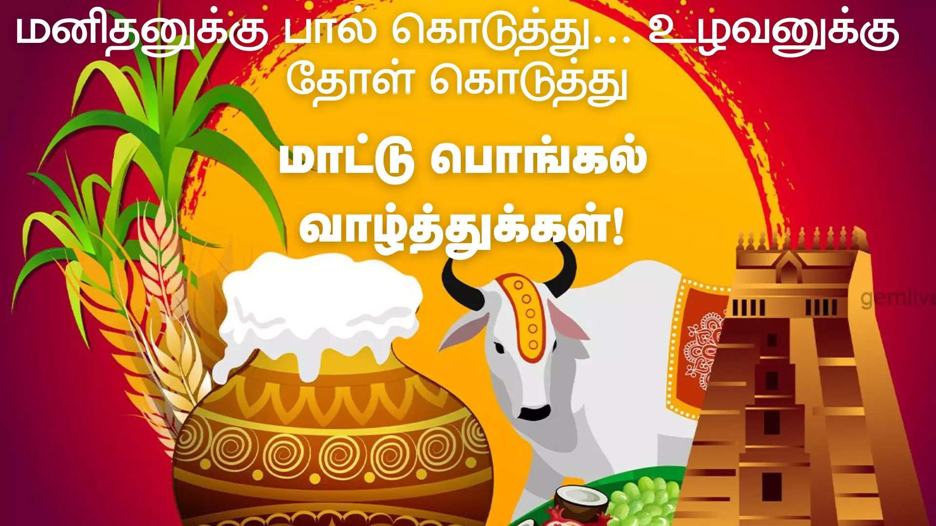 மனிதனுக்கு பால் கொடுத்து உழவனுக்கு தோள் கொடுத்து இனிய மாட்டு பொங்கல் வாழ்த்துக்கள் 