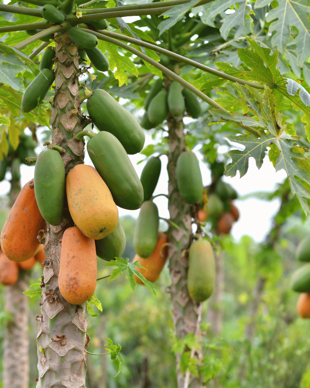 பப்பாளி மரம் பற்றி வாஸ்து குறிப்புகள்