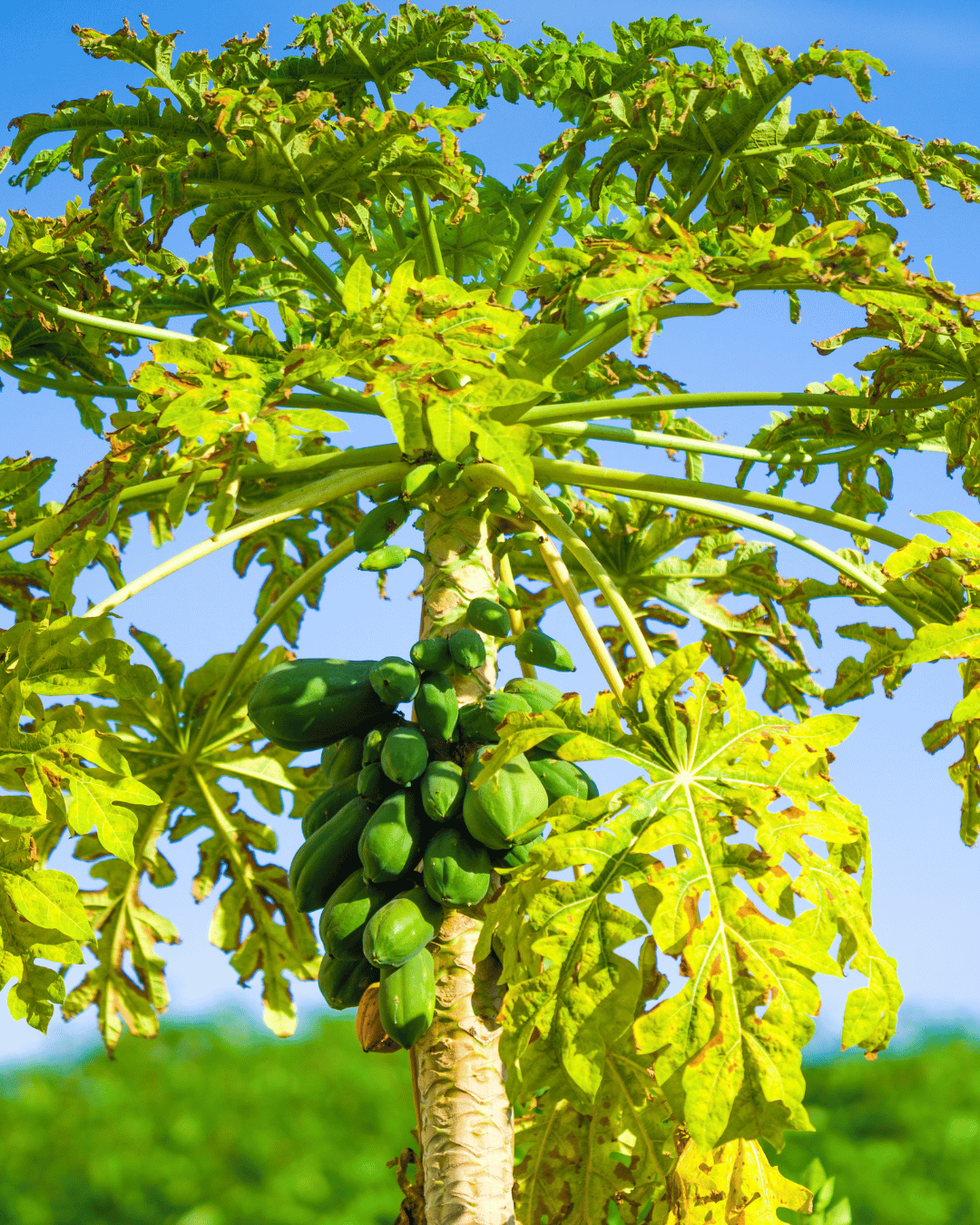 வீட்டின் முன்புறம் பப்பாளி மரம் வளர்க்கலாமா