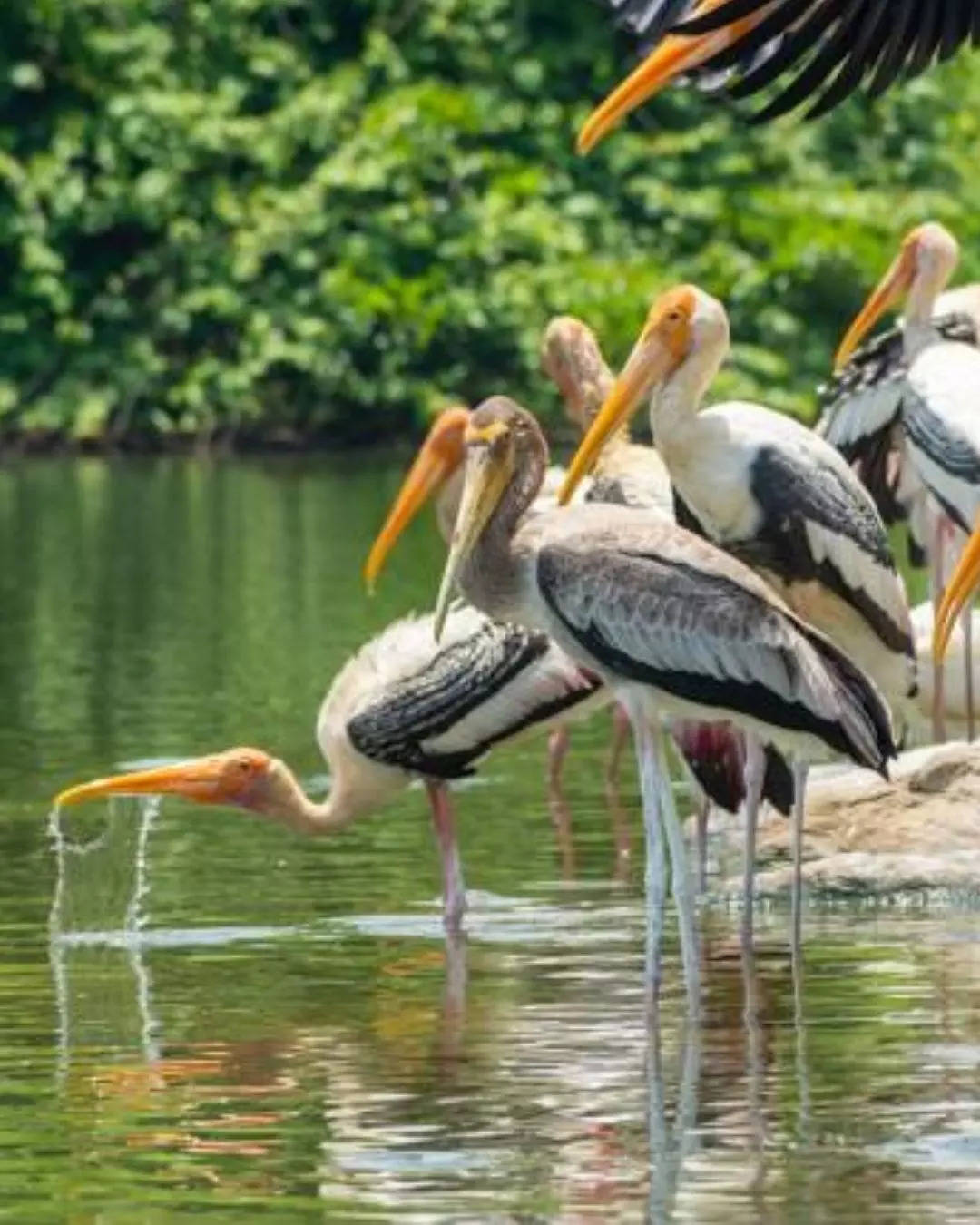 ರಂಗನತಿಟ್ಟು ಪಕ್ಷಿಧಾಮ