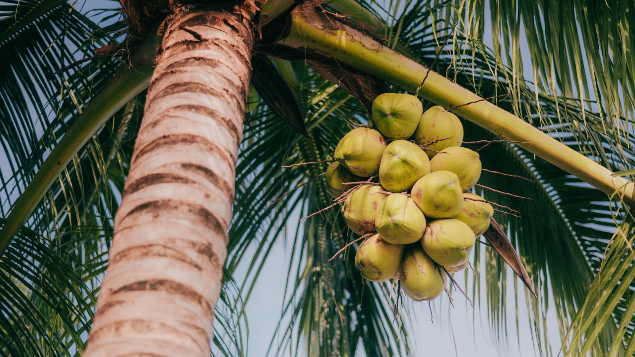 Andaman And Nicobar Islands' Coconut Oil, Musley Rice And More Get GI ...