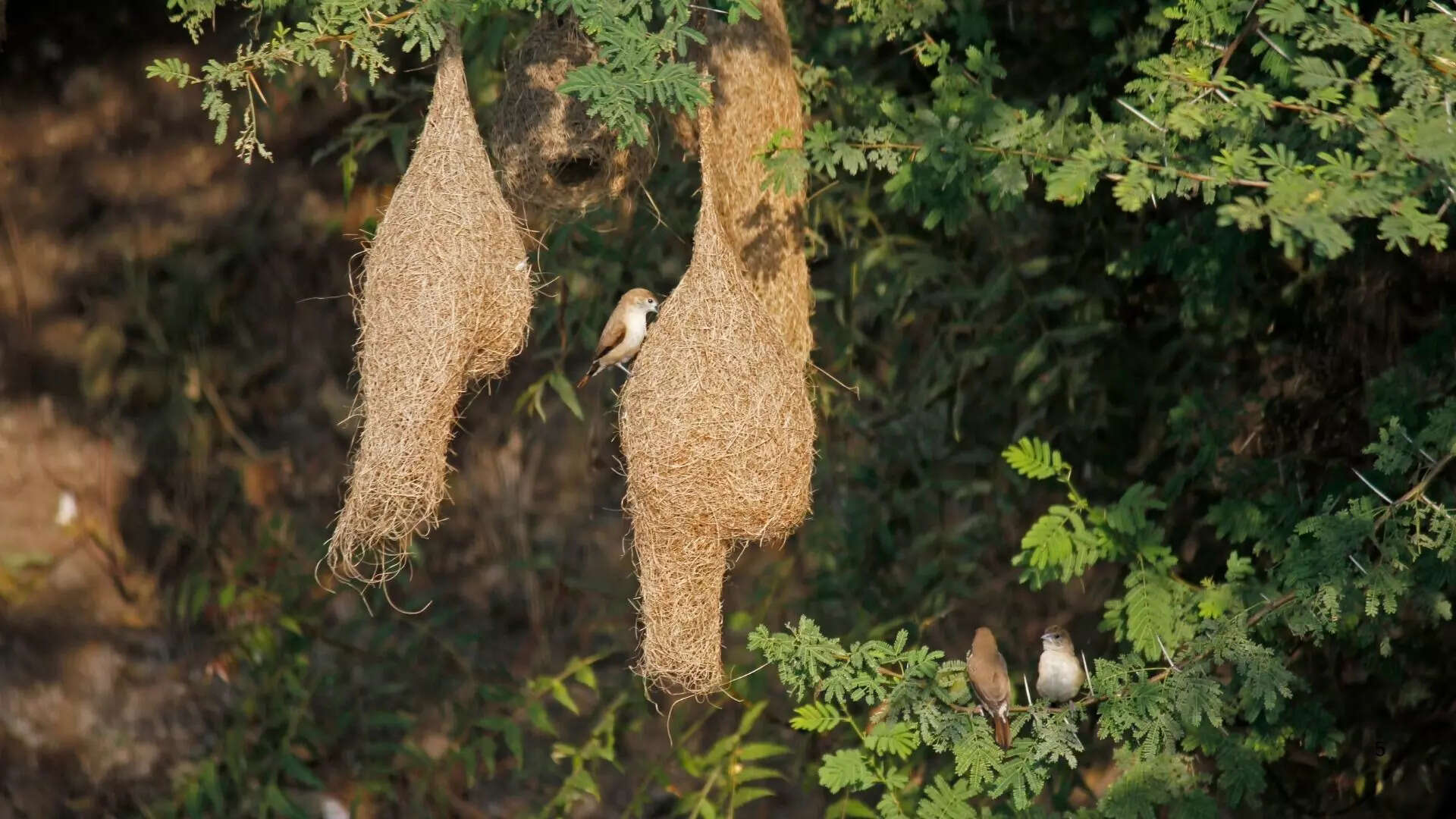 ಪುಟ್ಟ ಹಕ್ಕಿಯ ಸೊಗಸಾದ ಗೂಡು 