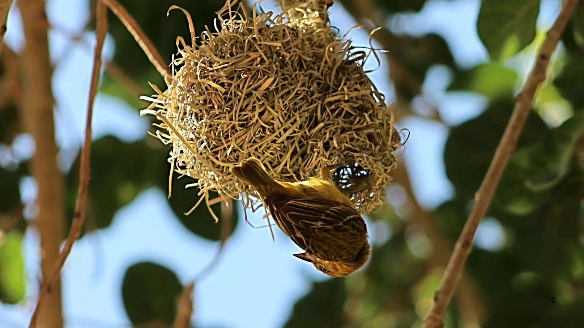 ಸುಖ ಸಮೃದ್ದಿ ಆಗಮನದ ಸೂಚನೆ 