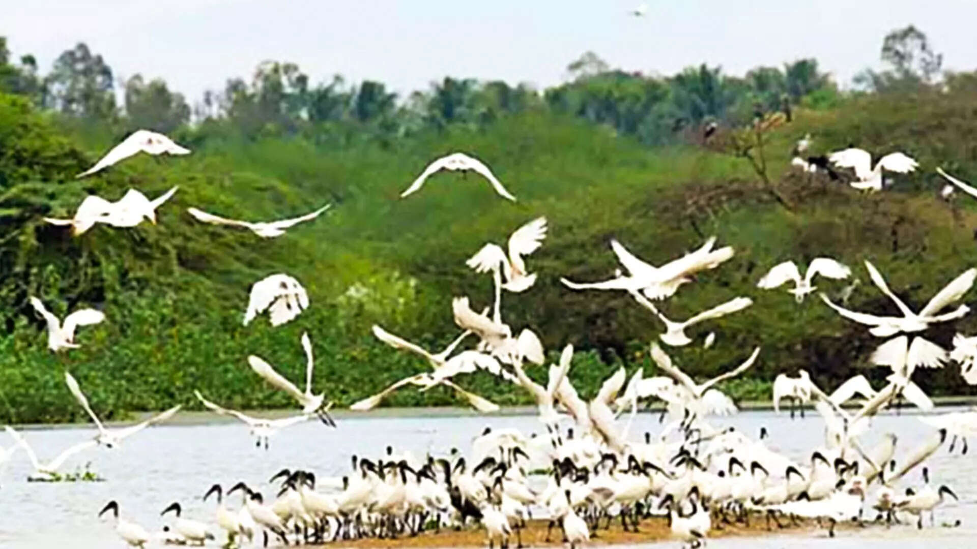 ಘಟಪ್ರಭಾ ಪಕ್ಷಿಧಾಮ