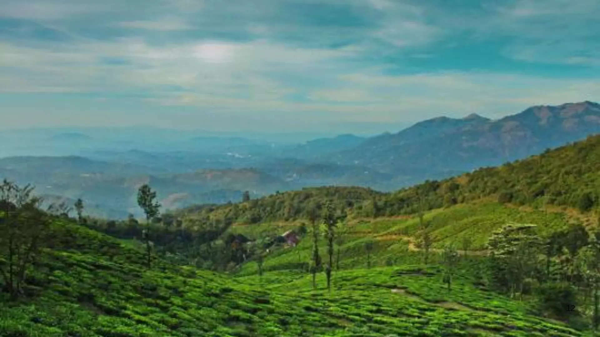 ವಯನಾಡ್ ಕೇರಳ 