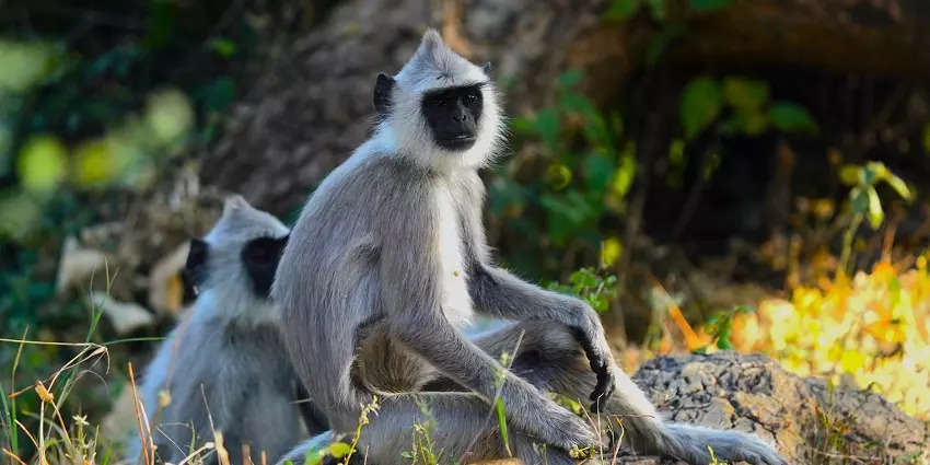 சின்னார் வனவிலங்கு சரணாலயம்