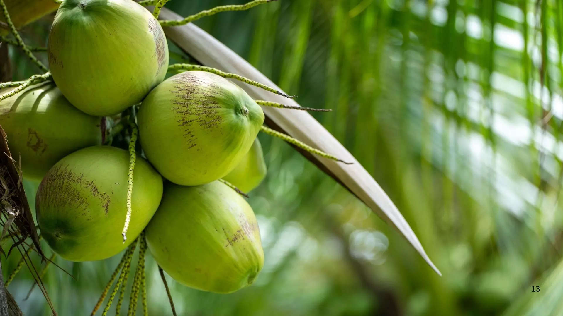 ಮಧುಮೇಹಿಗಳು ಎಳನೀರು ಕುಡಿಯದಿರಿ