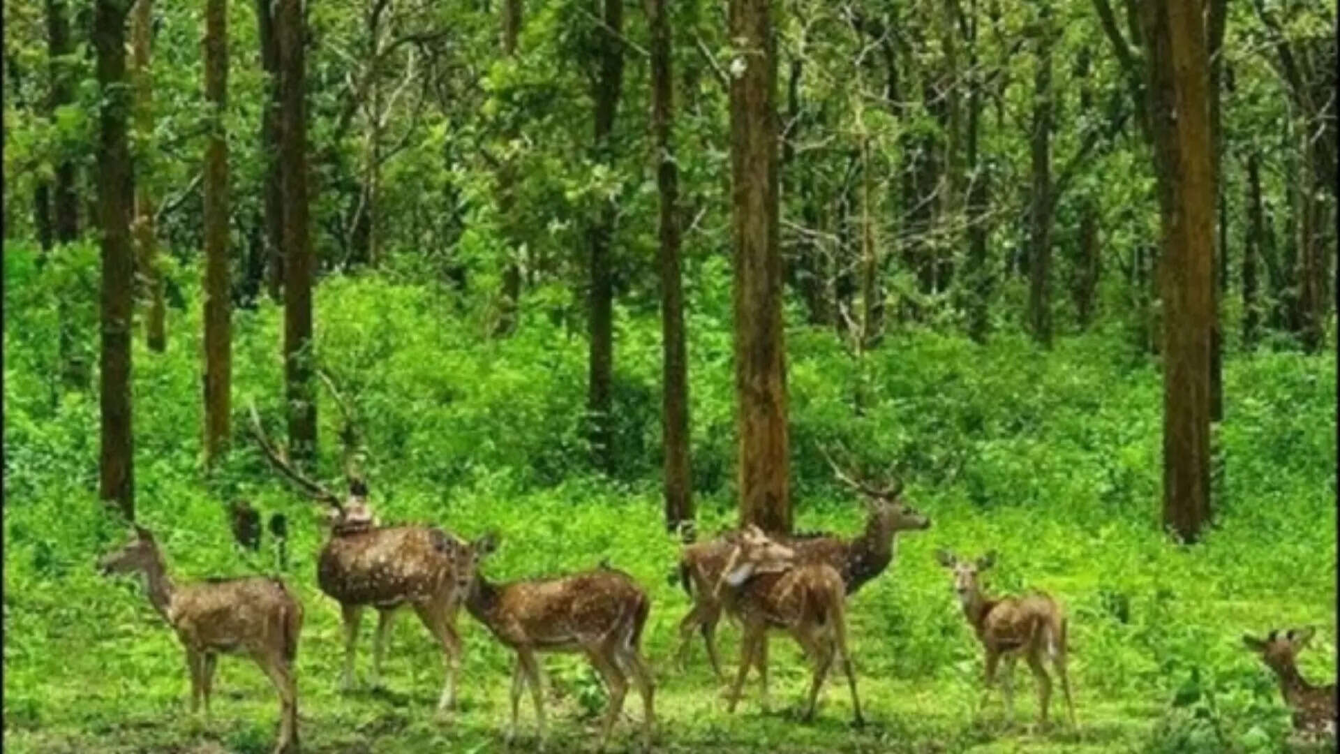 ನಾಗರಹೊಳೆ ಪ್ರವಾಸ