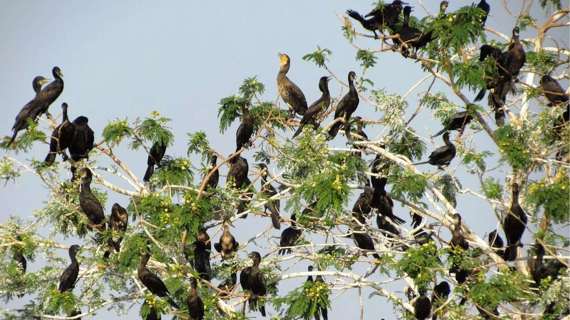 ಬೋನಾಳ ಪಕ್ಷಿಧಾಮ