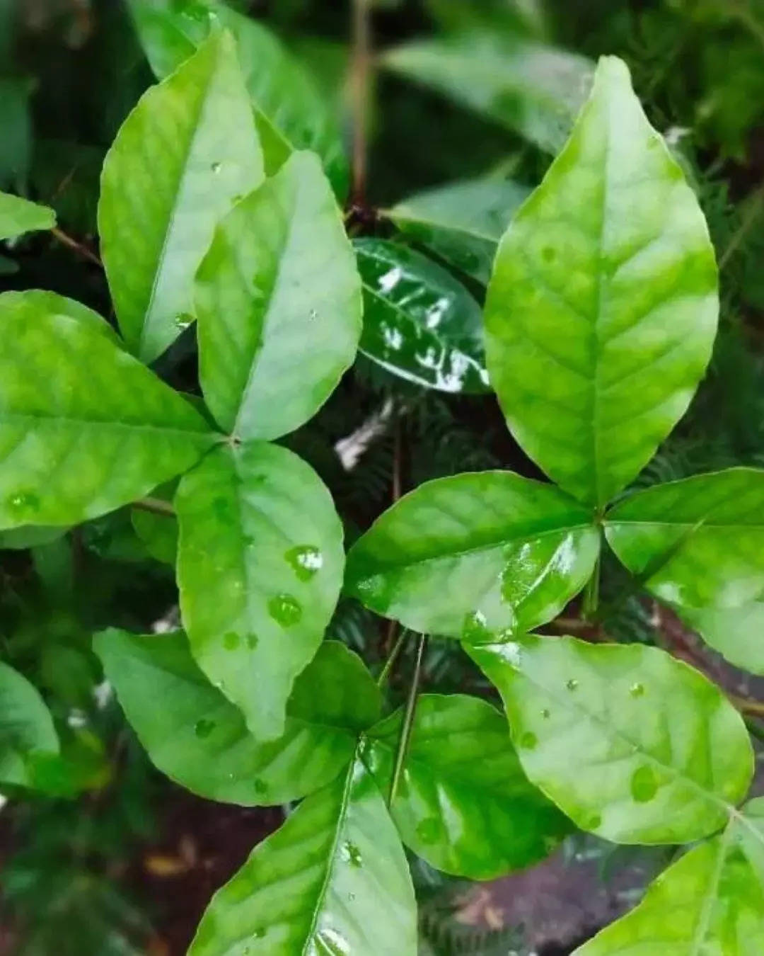 ಬಿಲ್ವ ಪತ್ರೆ