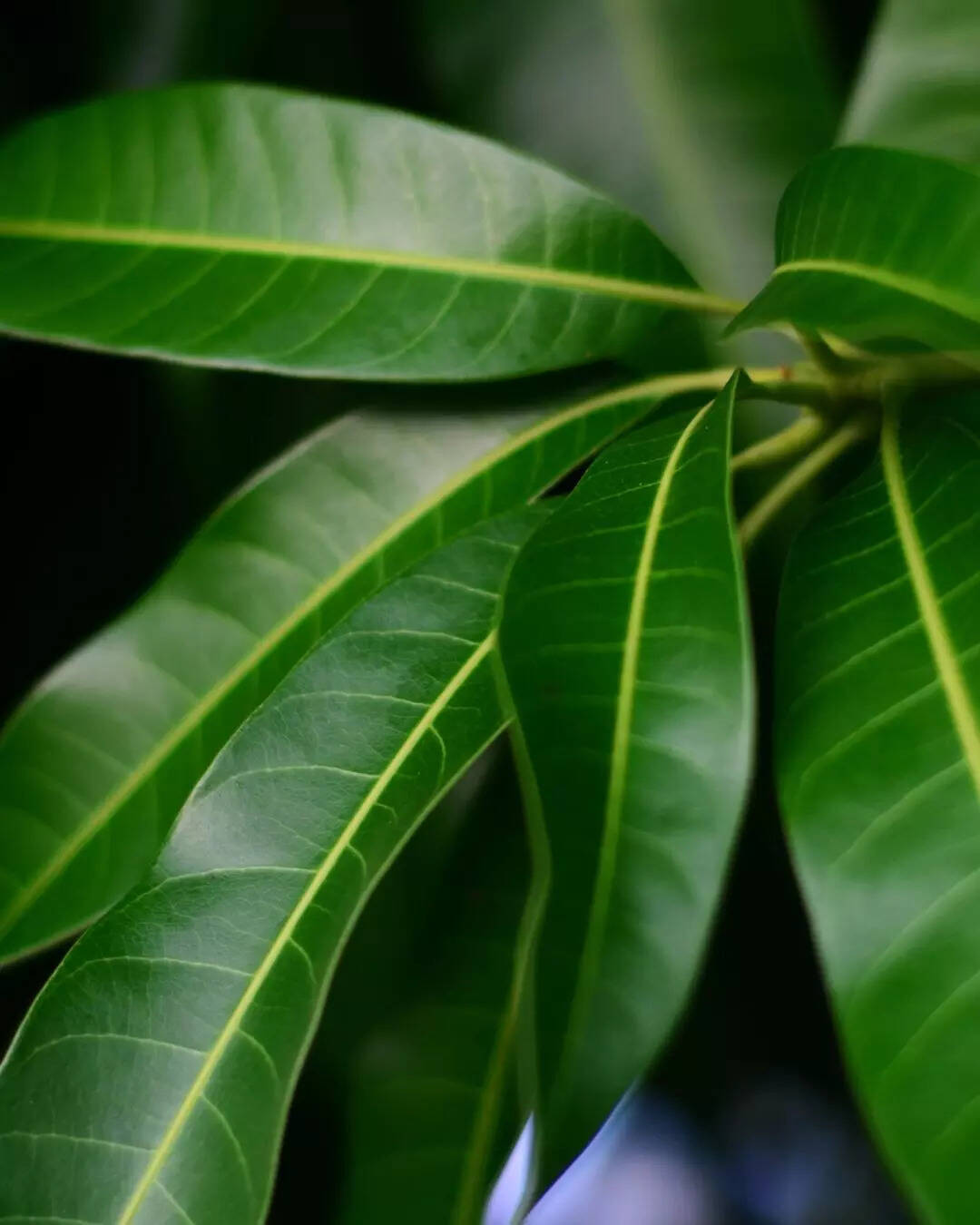 ಮಾವಿನ ಎಲೆಗಳು