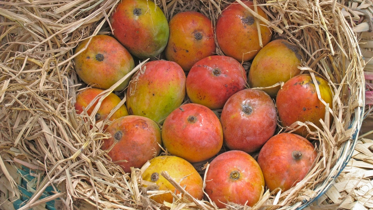 Alphonso mango