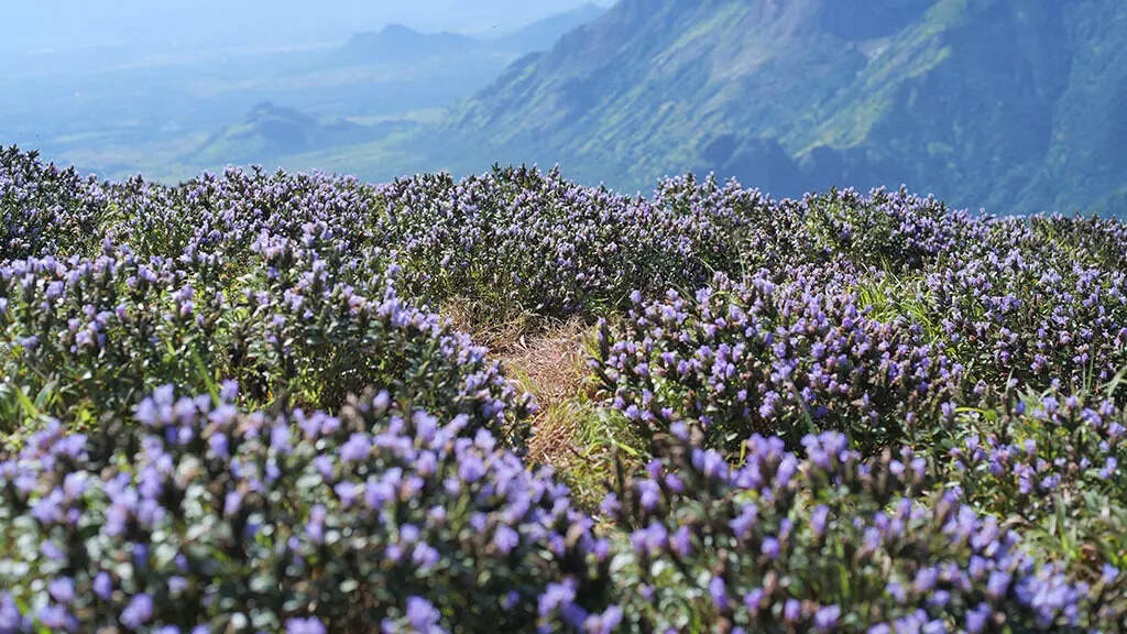 Neelakurinji Strobilanthes kunthiana