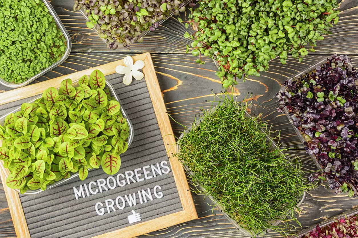 Microgreens must not be confused with sprouts