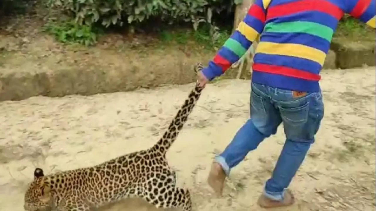 Leopard dragged by tail