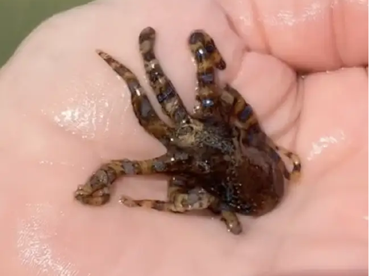 Woman naively places world's deadliest octopus in her palm; 'lucky to ...