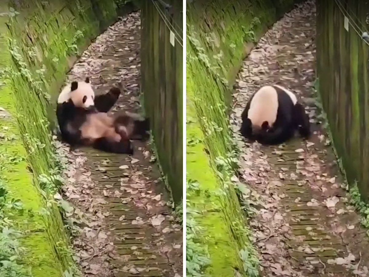 Panda rolls down moat