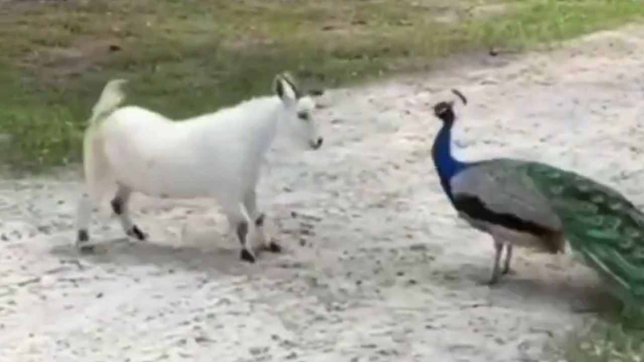 Viral video: Peacock and goat engage in fight in jungle - WATCH