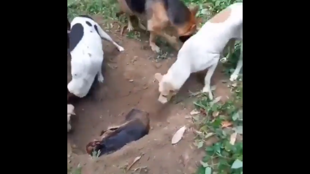 Dogs bury their furry friend in viral video