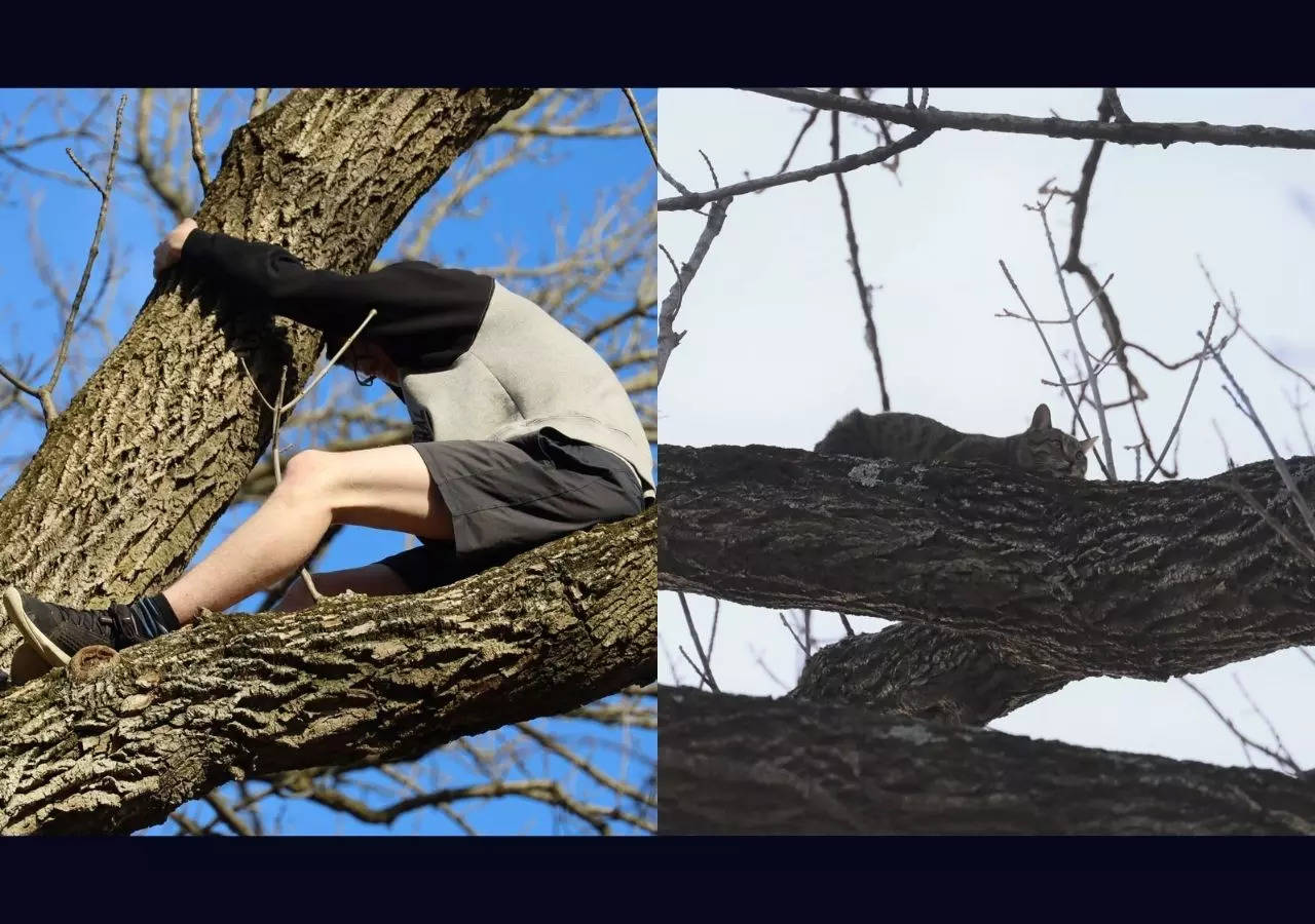 Viral video: Teen, attempting to rescue cat, gets stuck in tree; rescued by  firefighters