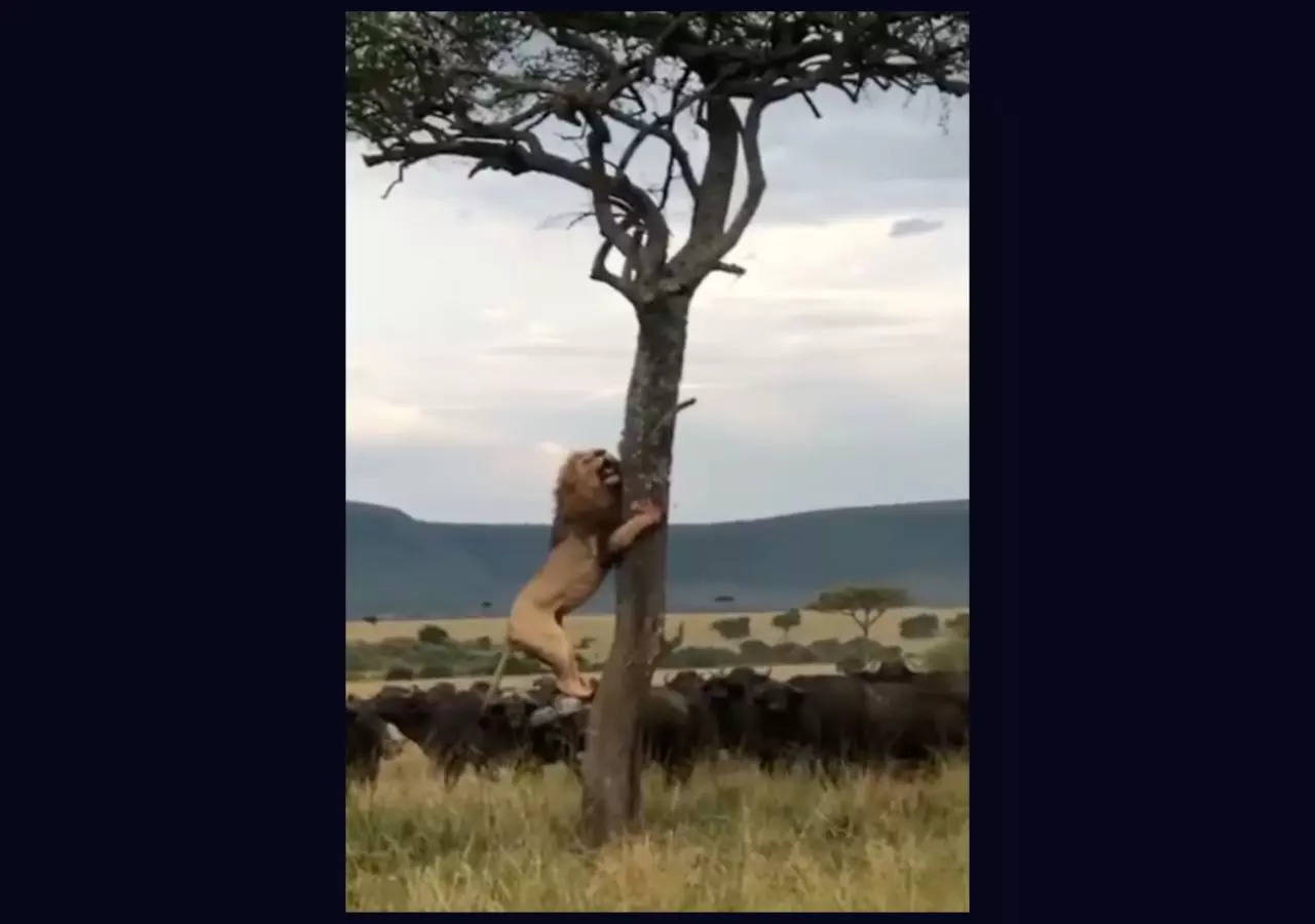 The apex predator clings to a tree with a gang of buffalo in distance | Image courtesy: Instagram