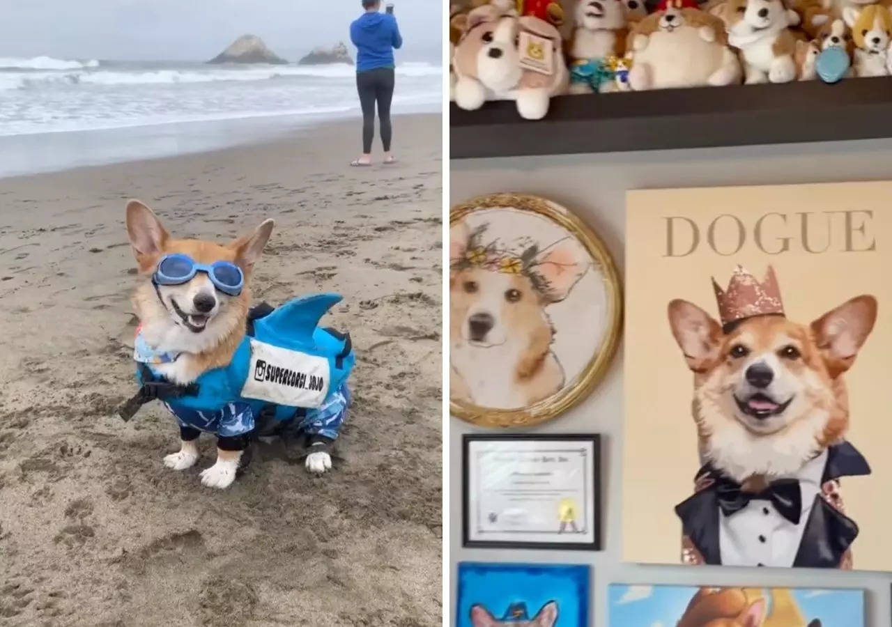 San Diego's 'super corgi' Jojo living his best life | Image: Instagram
