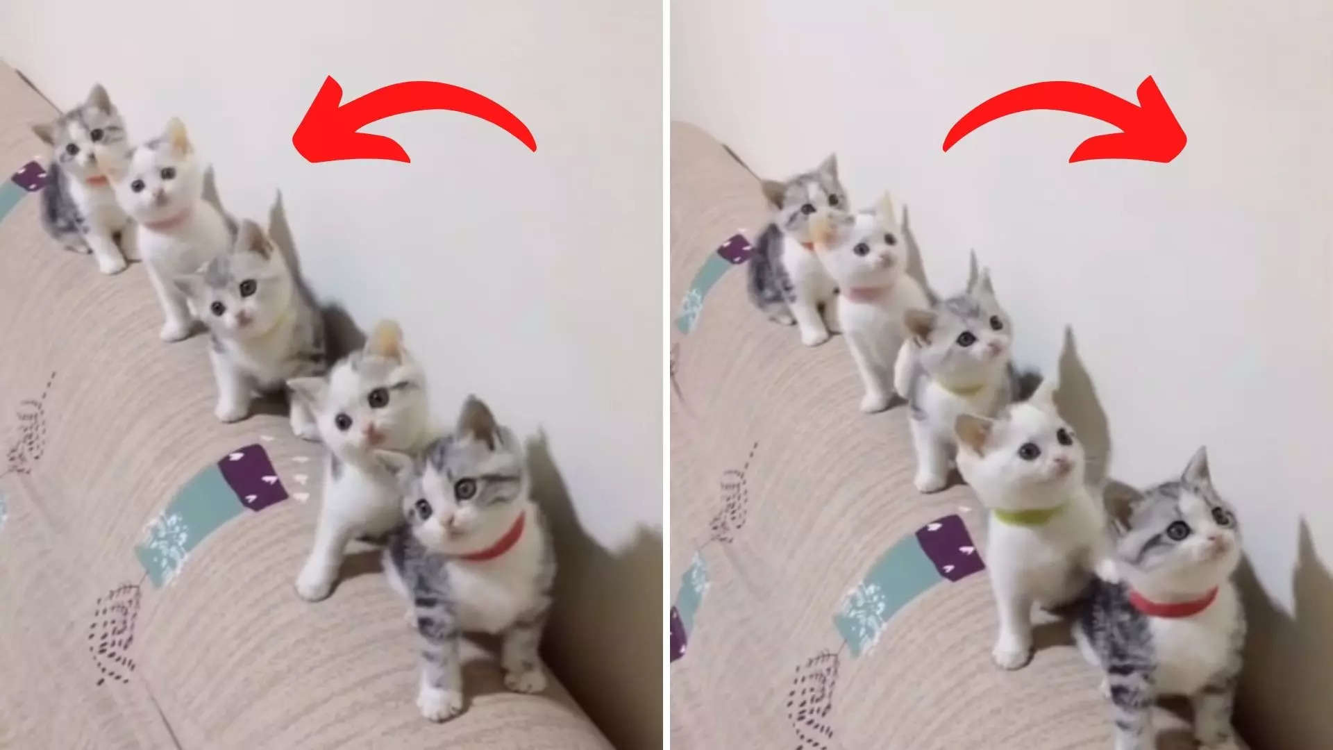 Five kittens sync dance moves in a viral video posted on Instagram