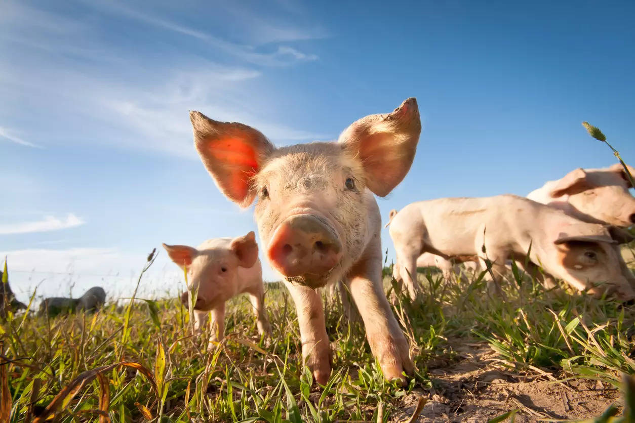 The algorithm can decode whether a pig is experiencing positive or negative emotions | Representative image
