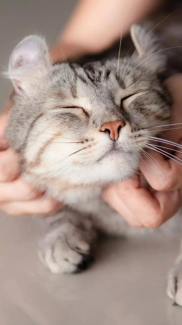 Pets can help keep loneliness at bay