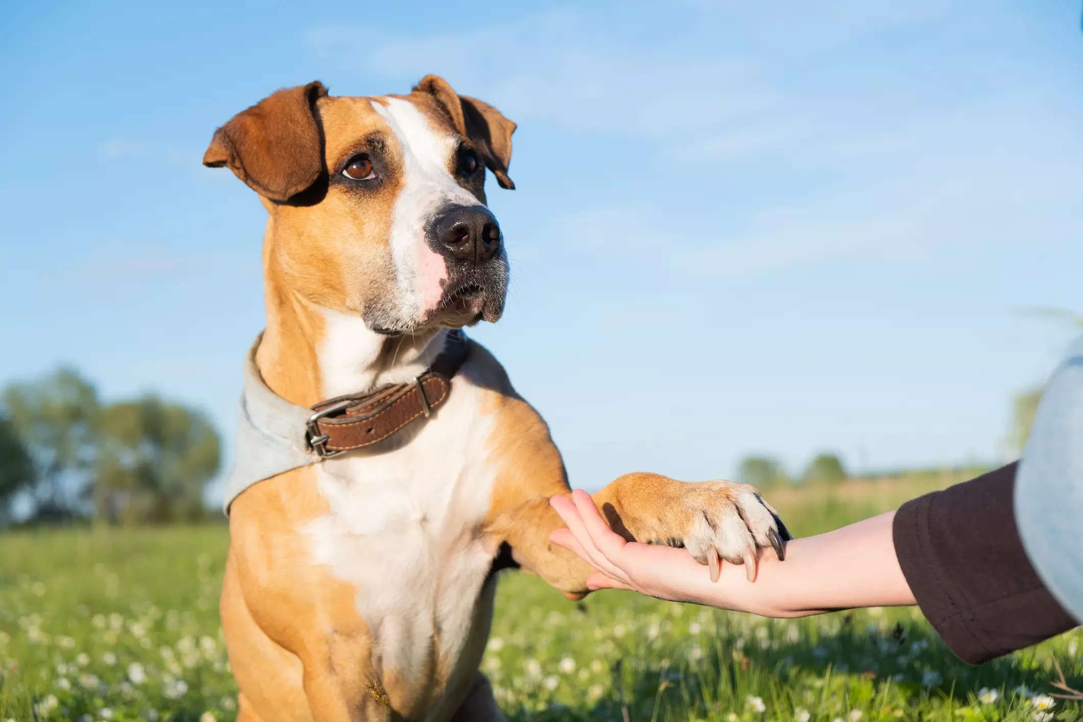 Spending time with dogs can reduce pain: Study