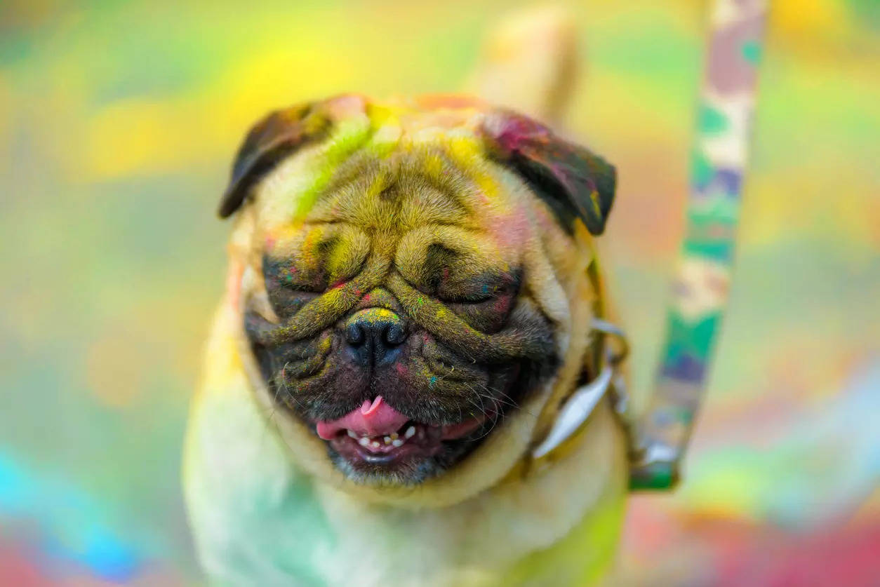 This Holi, ensuring your pet's safety and health is your responsibility