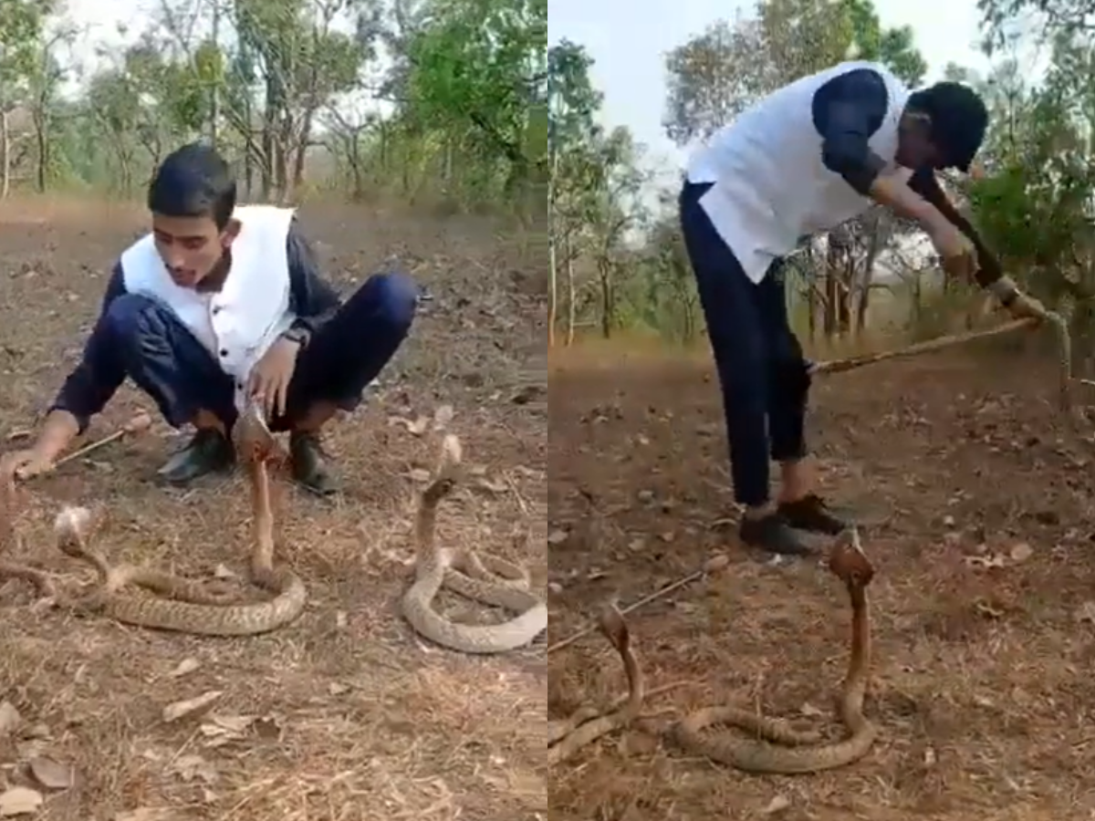 Karnataka man's stunt with 3 cobras