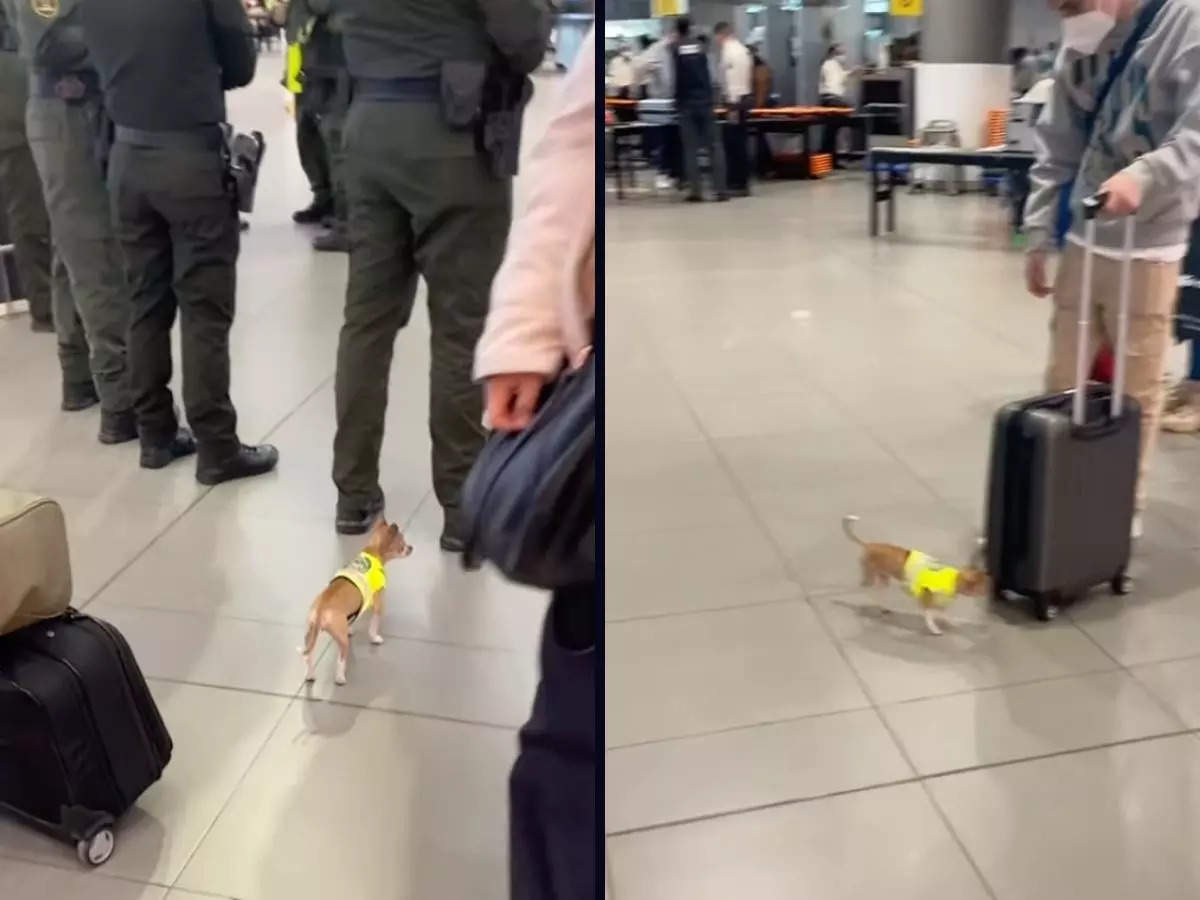 The sniffer dog is going viral after a passenger named Agata Fornasa posted a video of him going about his business.