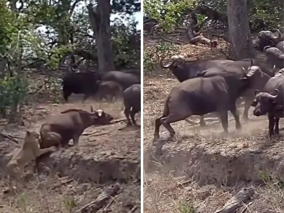 Buffaloes chased lurking lions away to protect a herd member | Image: Instagram